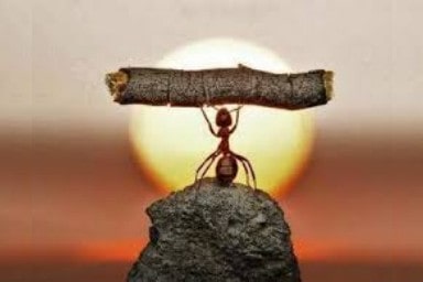 melonorte.com Strength